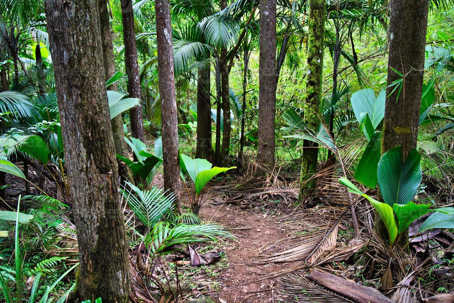 Glacis la reserve nature trail, footpath in forest with palm trees photo