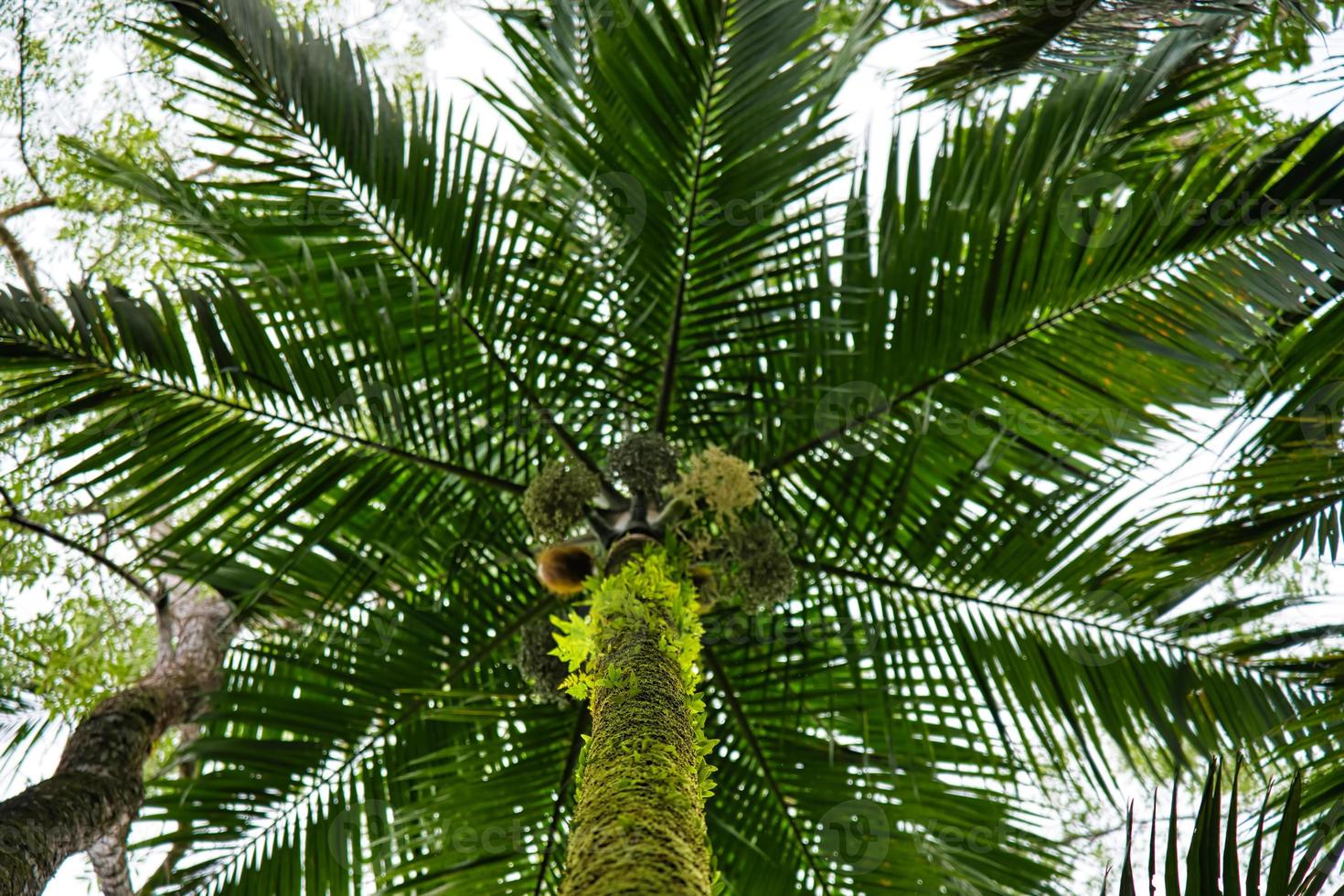 glacis la reserva rastro-bajo el repollo palma árbol foto