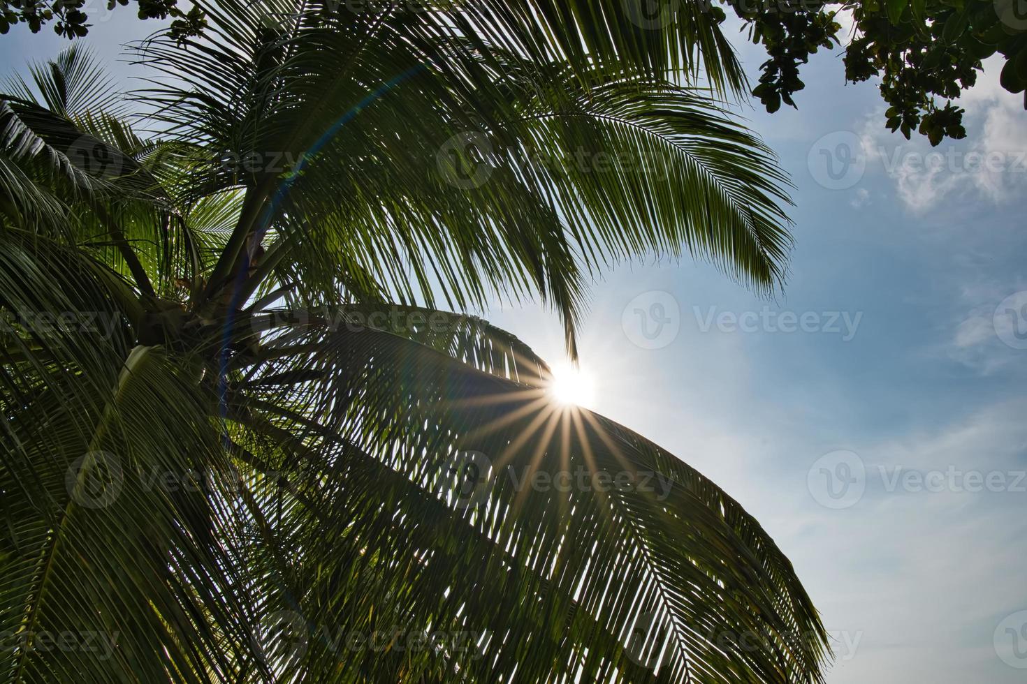 Sun star burst behind coconut palm trees photo