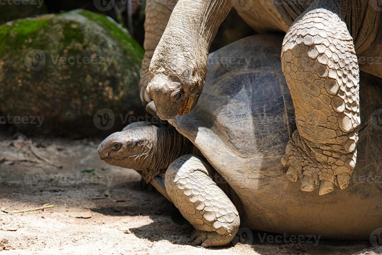 aldabra tierra gigante tortugas apareamiento dentro el botánico jardín en mahe isla, seychelles foto