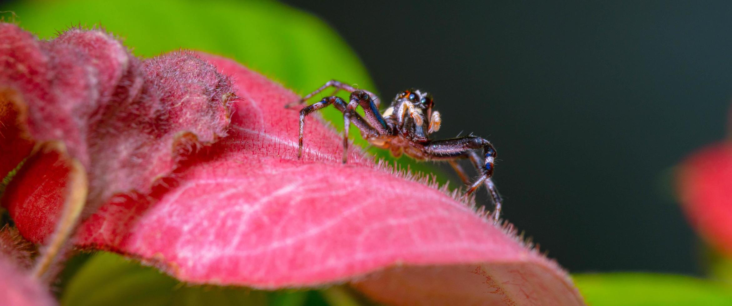 close-up jumping spider ready to jump from pink leaf photo