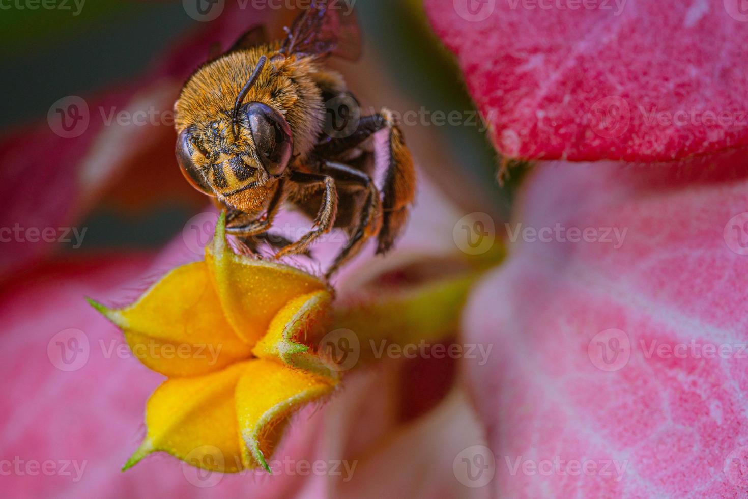 de cerca azul congregado abeja en florecer musaenda rosado flor foto