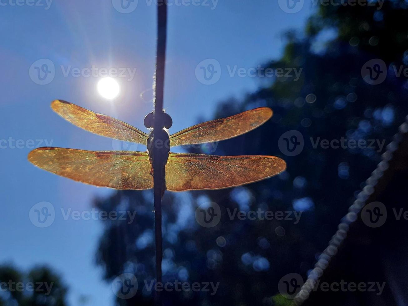 Closeup shot of grasshopper photo