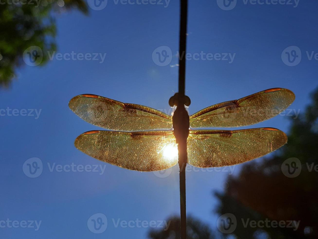 Closeup shot of grasshopper photo