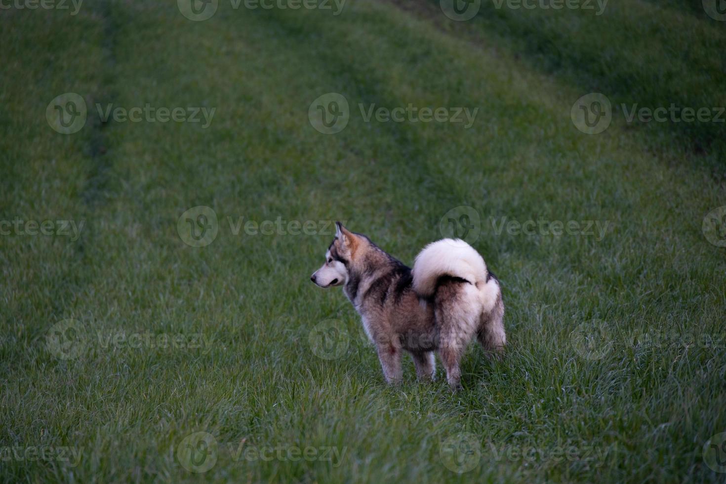 alaskan malamute dog in the field photo