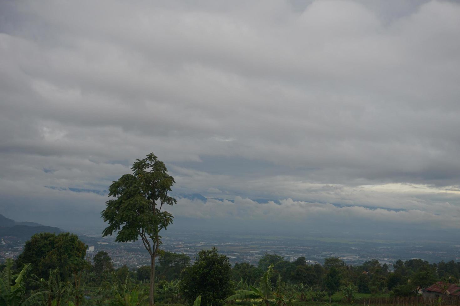 View of a fresh green side of the road photo