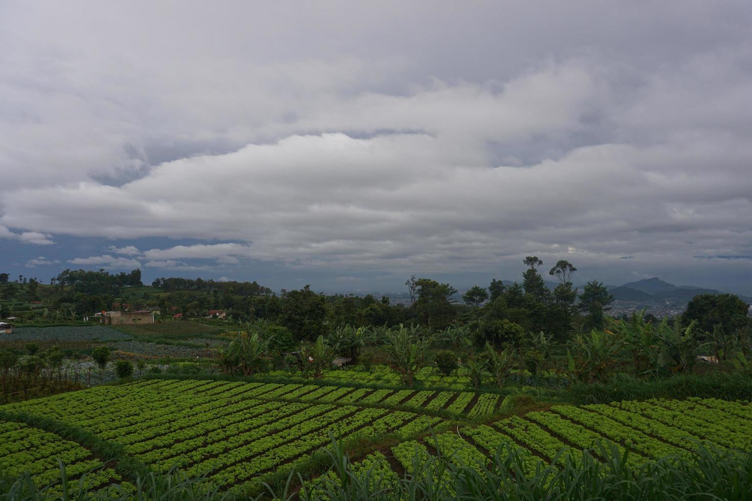 View of a fresh green side of the road photo