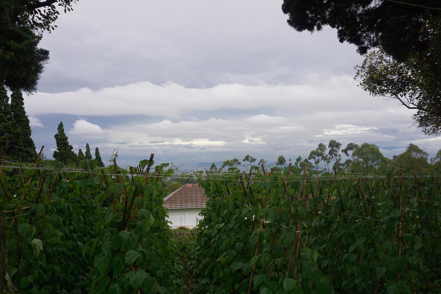 View of a fresh green side of the road photo