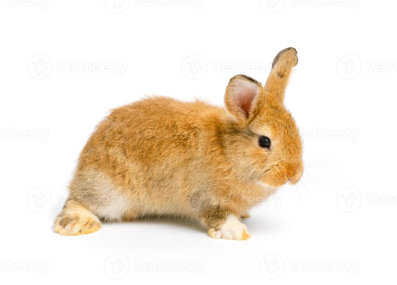 Brown cute bunny rabbit on white background photo