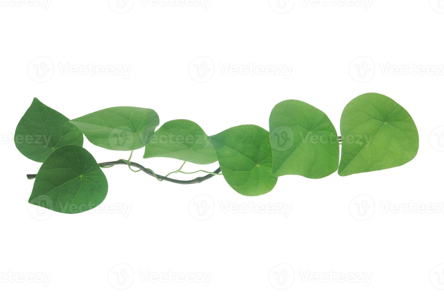 fresh green leaves isolated on white backgound. photo