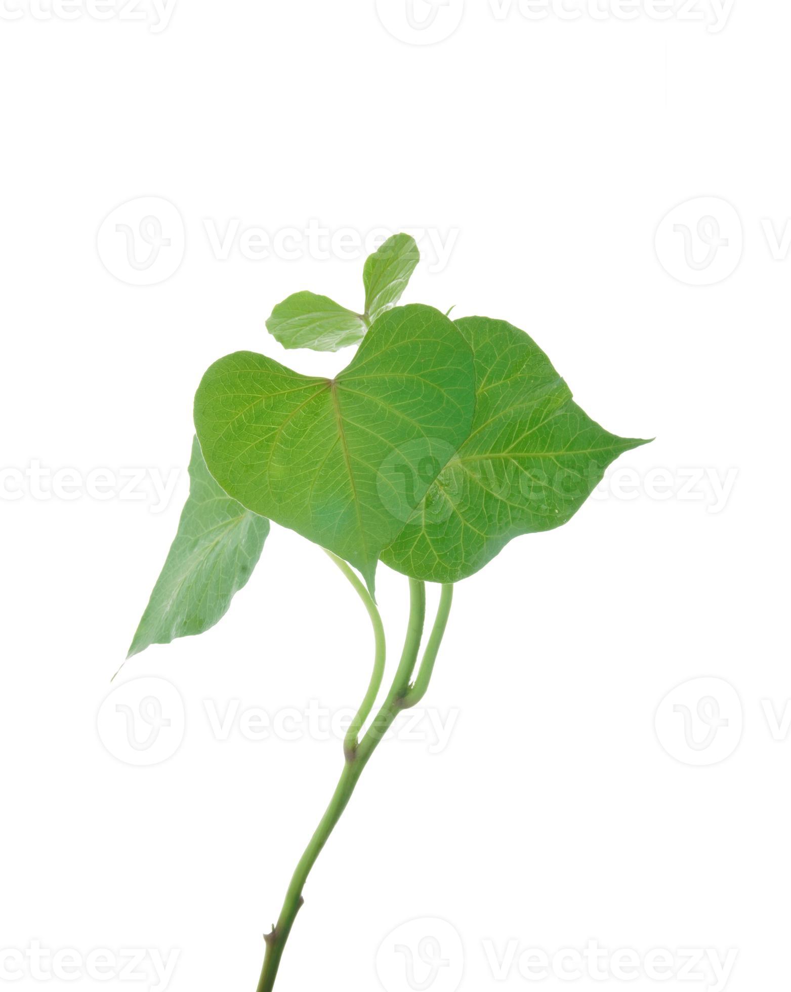 Sweet potato leaves Belacan Yam isolated on white background. 20925169