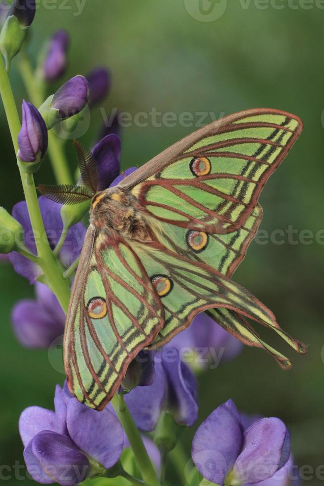 Spanish moon moth photo