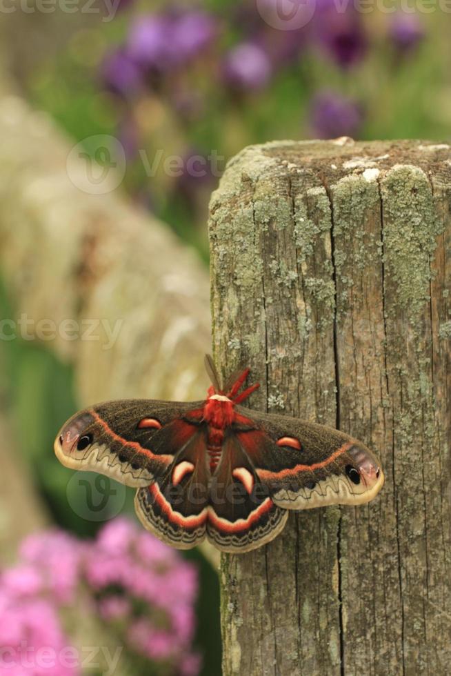 cecropia moth on post photo
