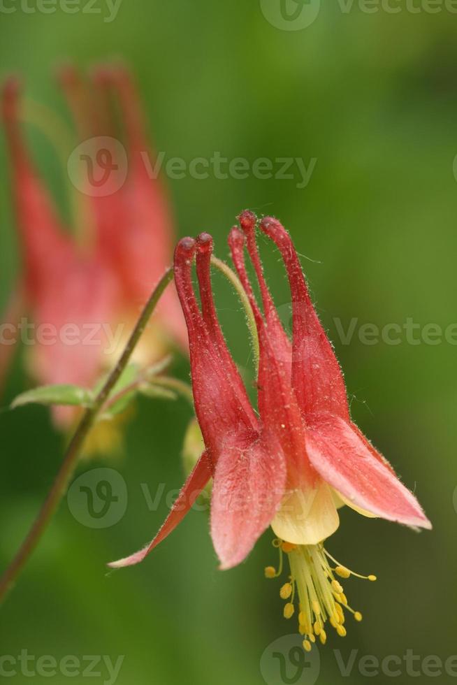 eastern columbine flower photo