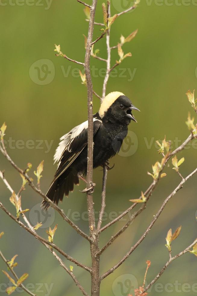 bobolink calling from willow photo