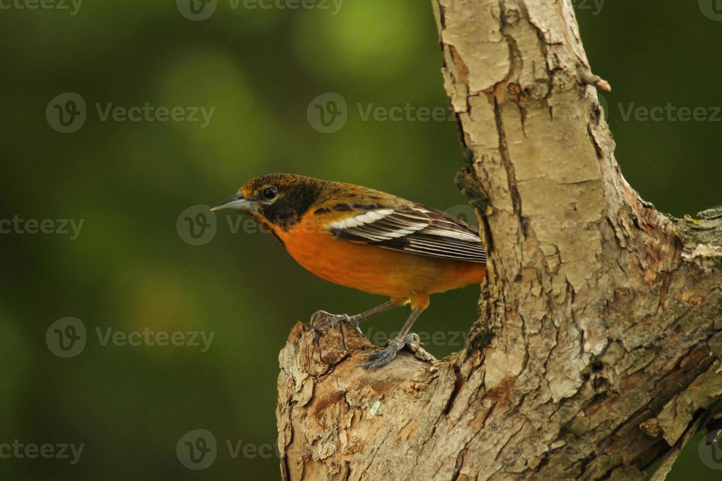 Female Baltimore oriole photo