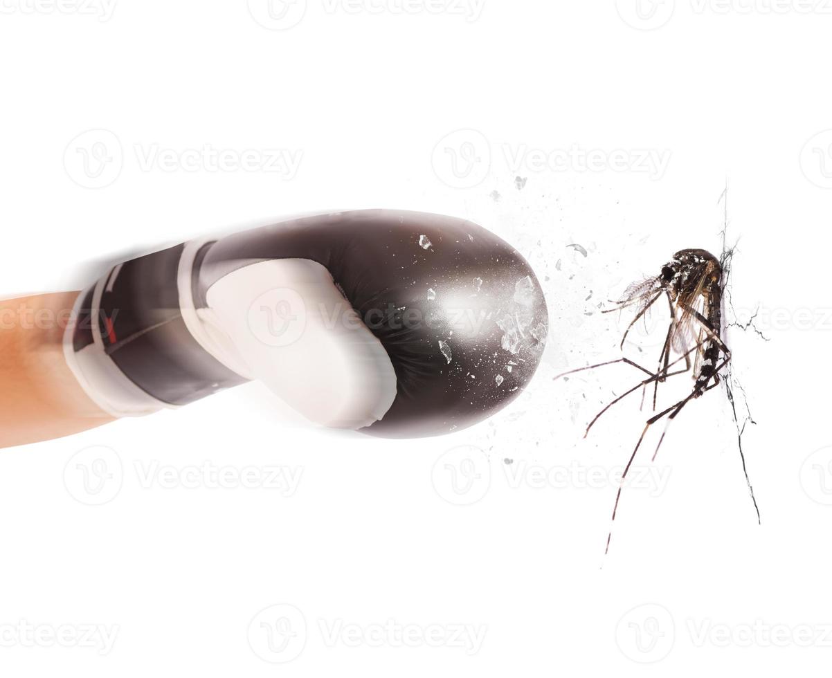 Mosquitoes attack with boxing glove 20926109 Stock Photo at Vecteezy