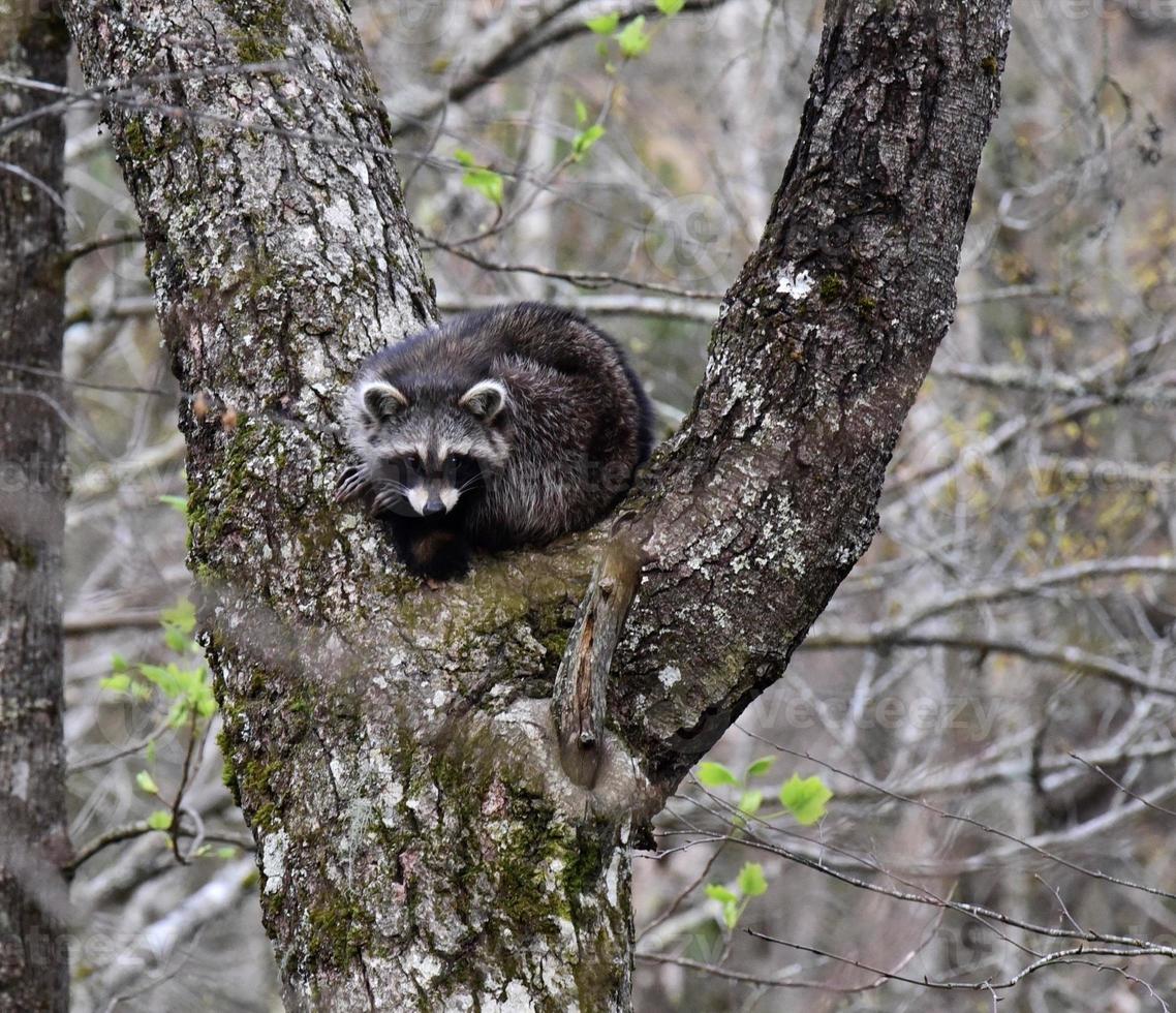 Cute baby raccoon in a tree photo