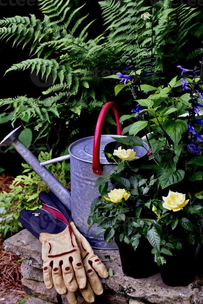 Watering can, garden gloves, roses, salvias and ferns photo