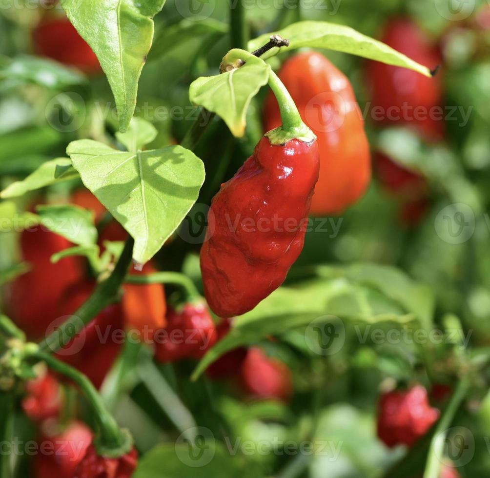 Worlds spiciest pepper photo