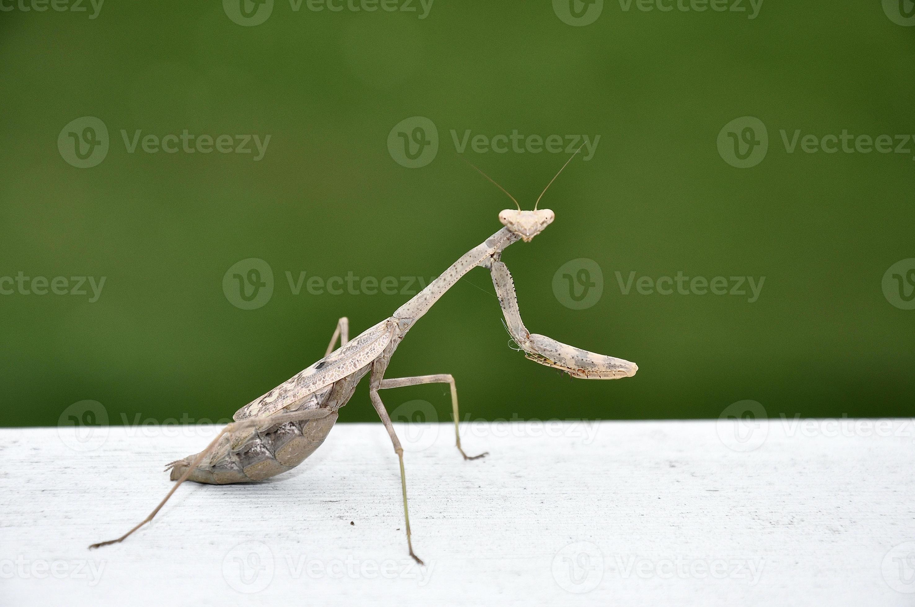 Praying Mantis garden insect 20926626 Stock Photo at Vecteezy