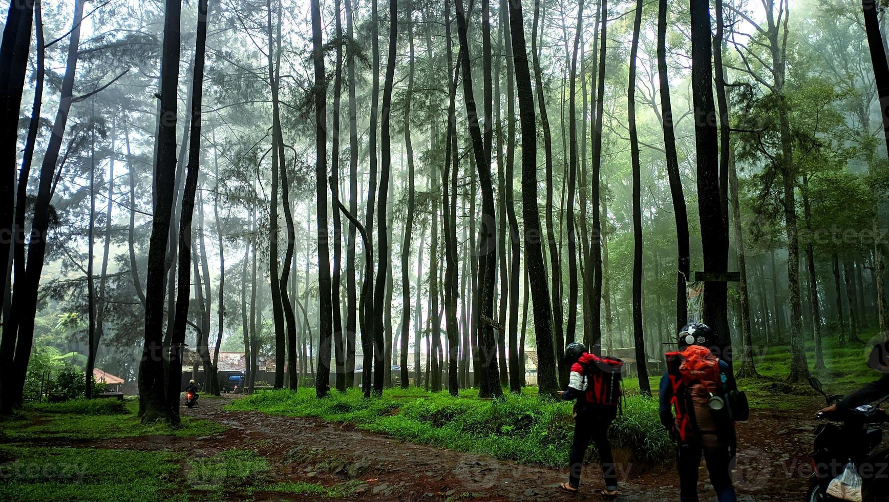 algunos aventureros fueron caminando mediante un denso pino árbol bosque foto