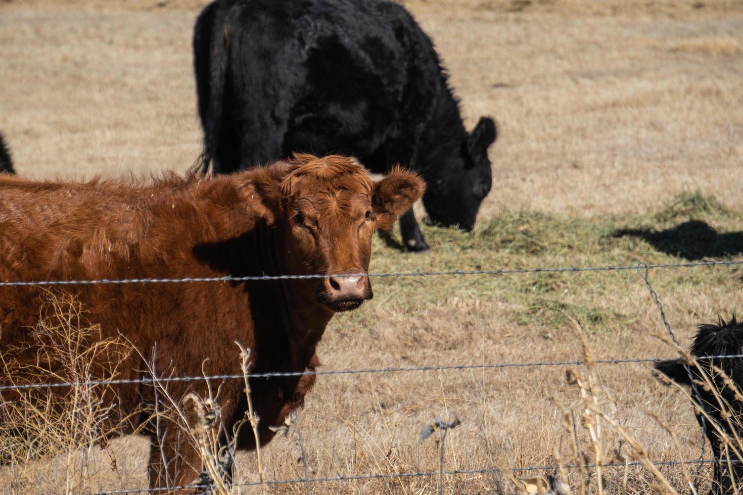 The brown cow photo