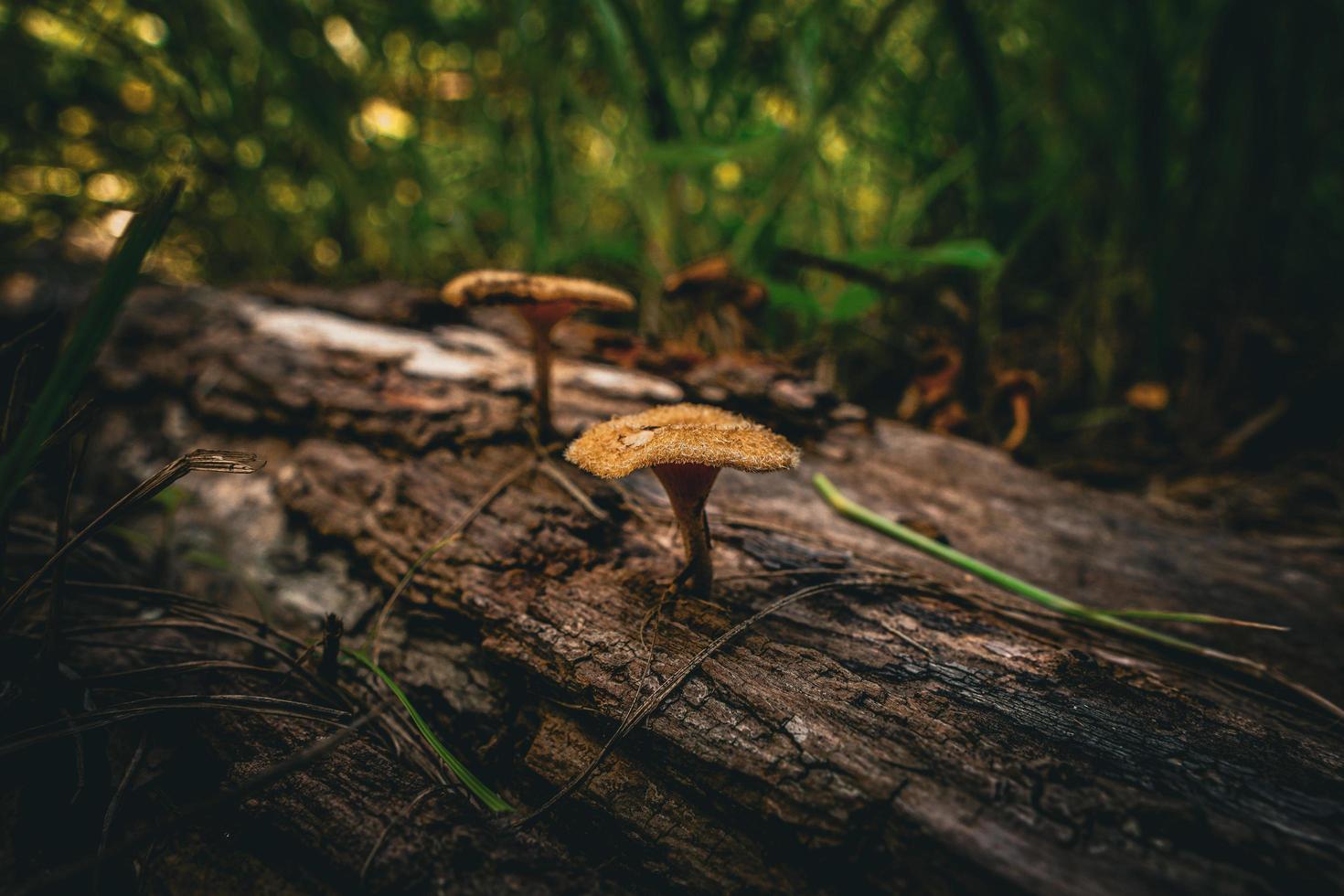 Mushrooms on a log photo