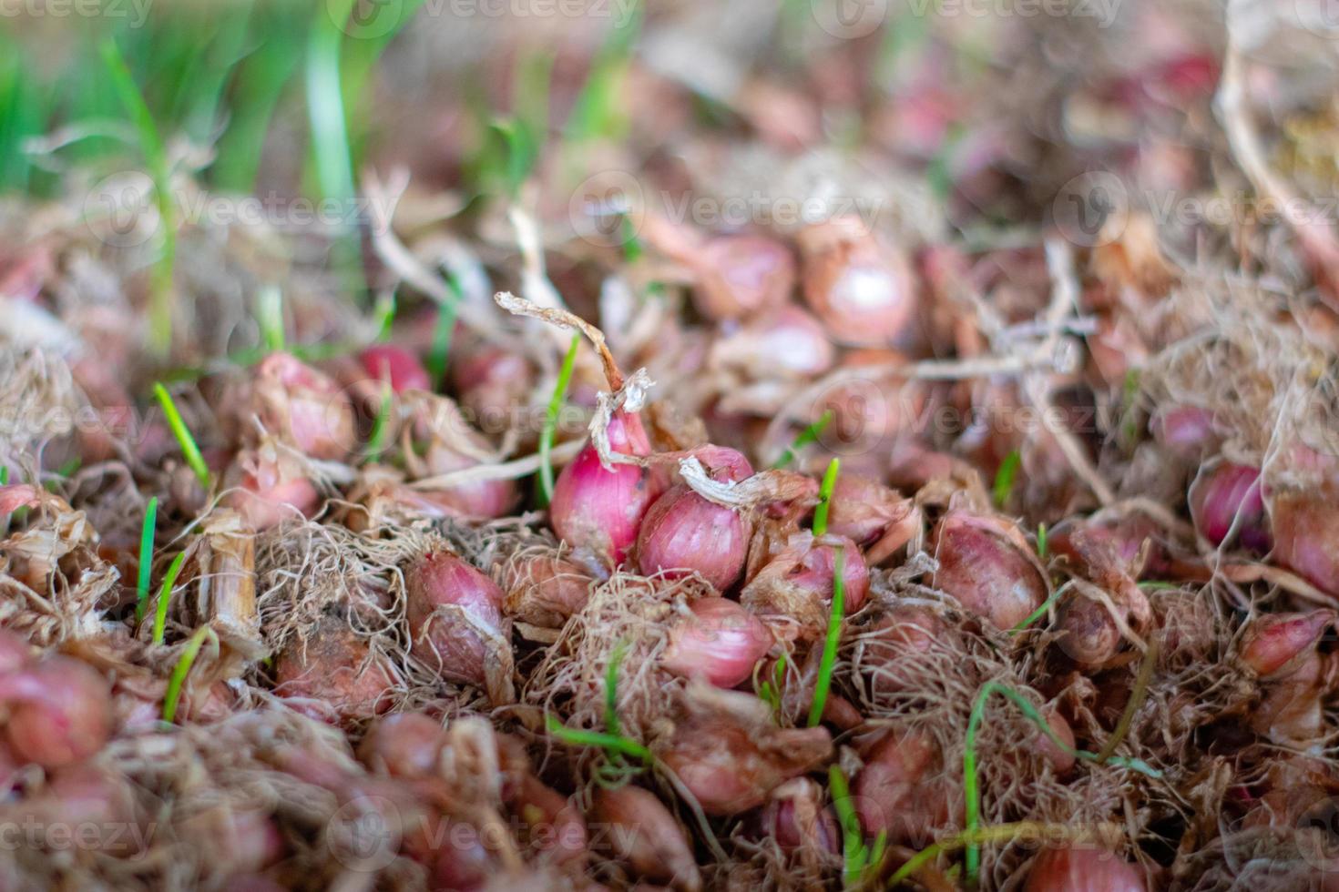 Stacked Onions That Impress photo