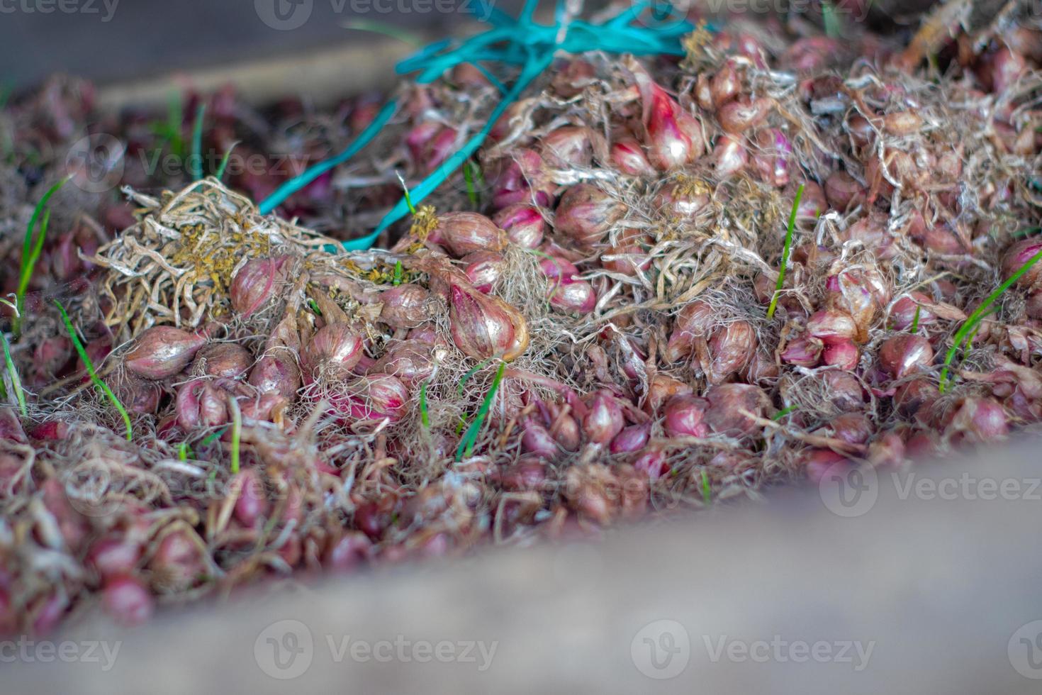 Stacked Onions That Impress photo