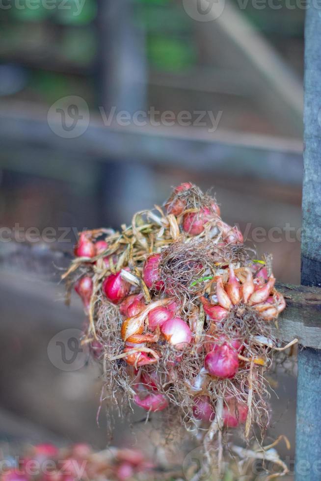 Stacked Onions That Impress photo