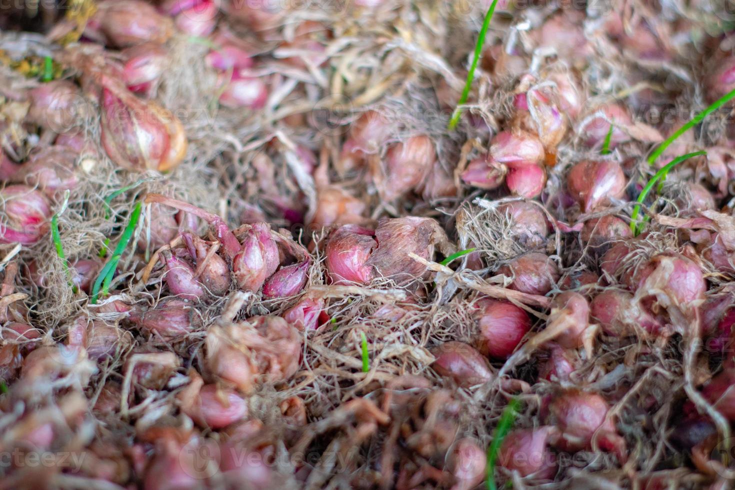 Stacked Onions That Impress photo