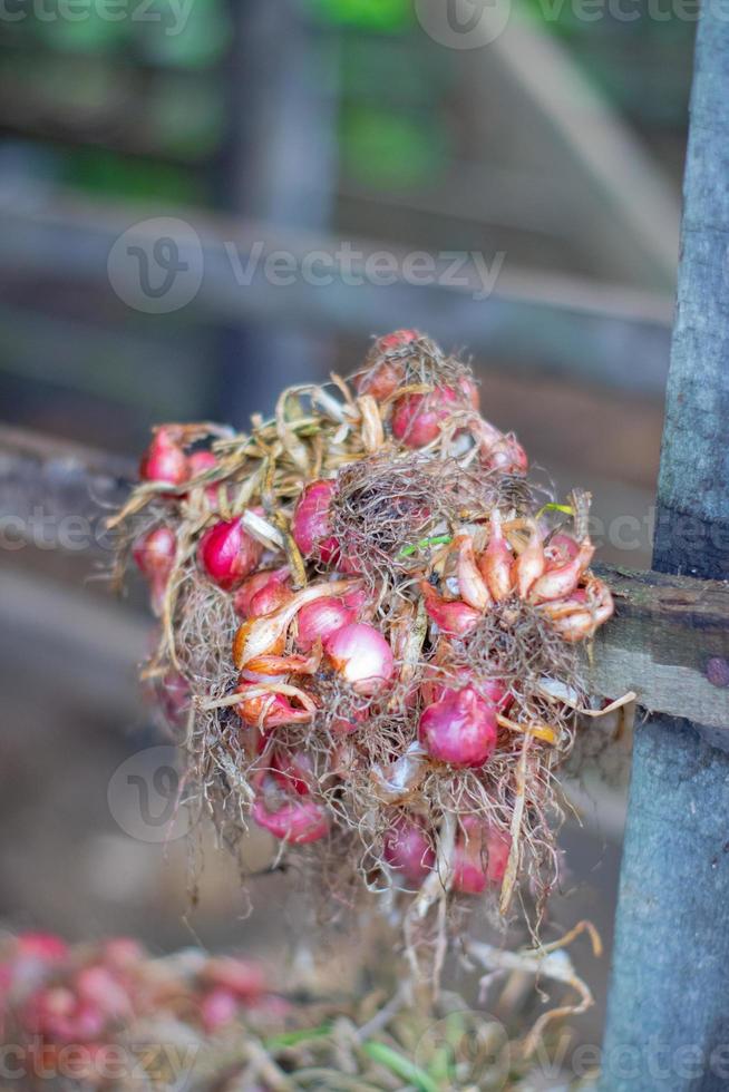 Stacked Onions That Impress photo