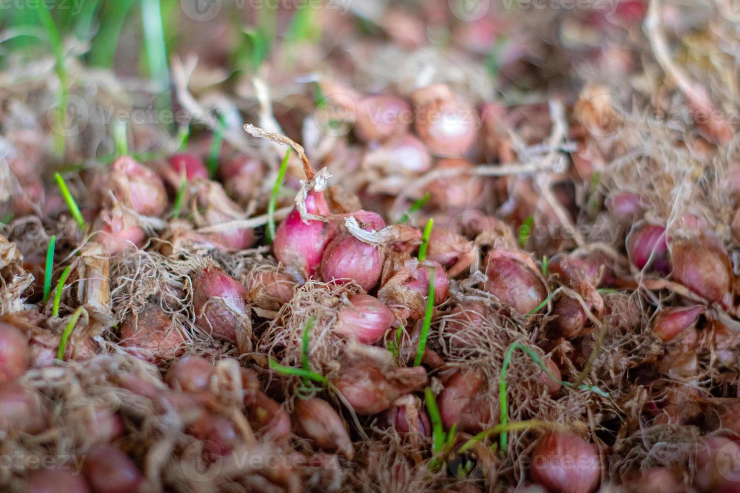 Stacked Onions That Impress photo