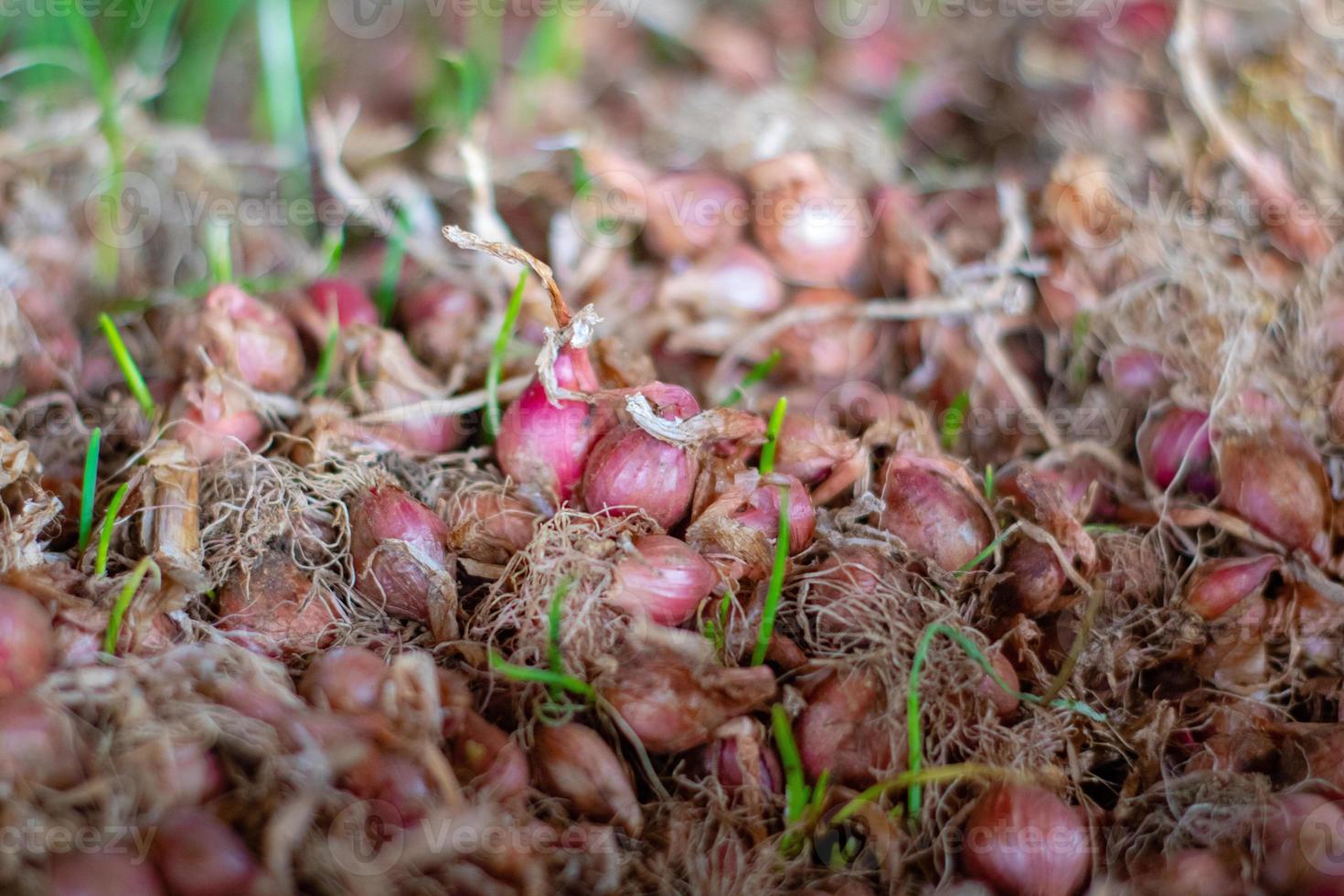 Stacked Onions That Impress photo