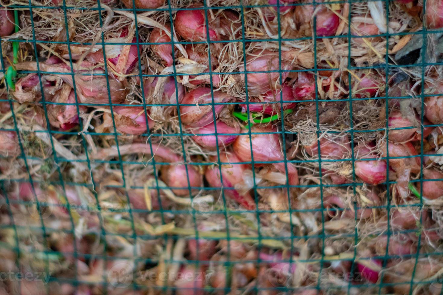 Stacked Onions That Impress photo