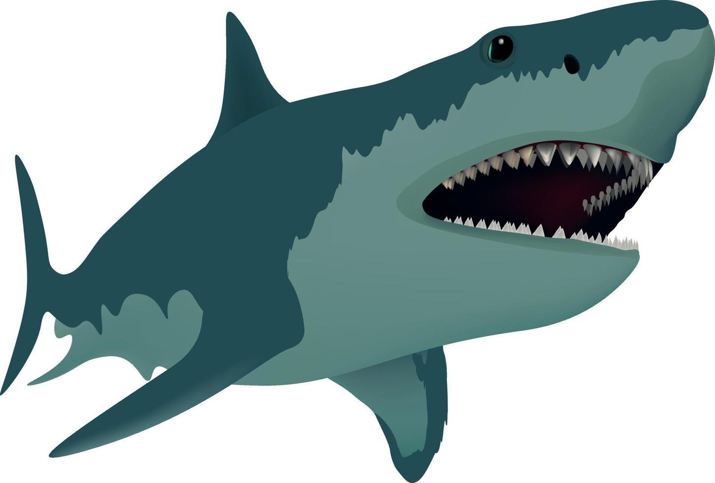 Vector illustration of a shark