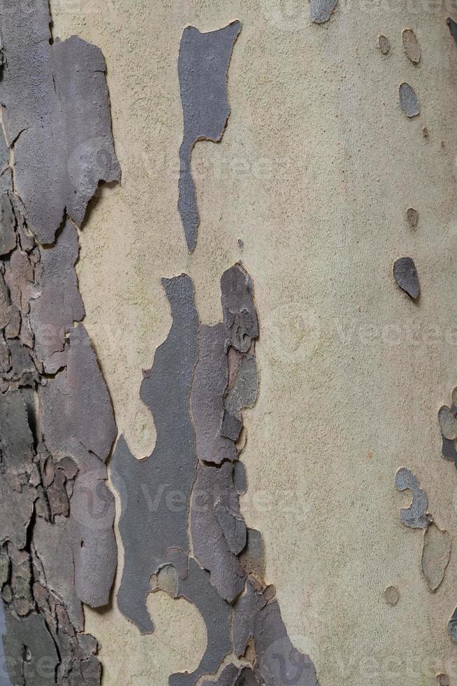 Old pine tree bark texture, wooden background. photo