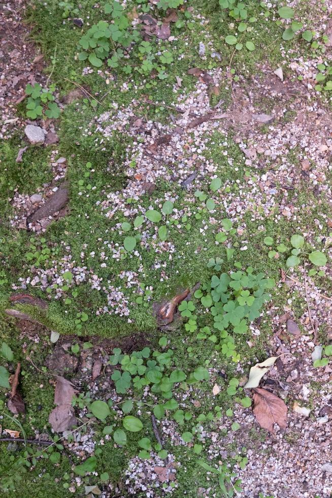 A ground texture background with pieces of grass, small rocks, pebbles and dirt photographed from above photo