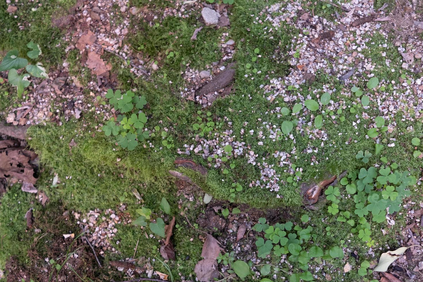 A ground texture background with pieces of grass, small rocks, pebbles and dirt photographed from above photo