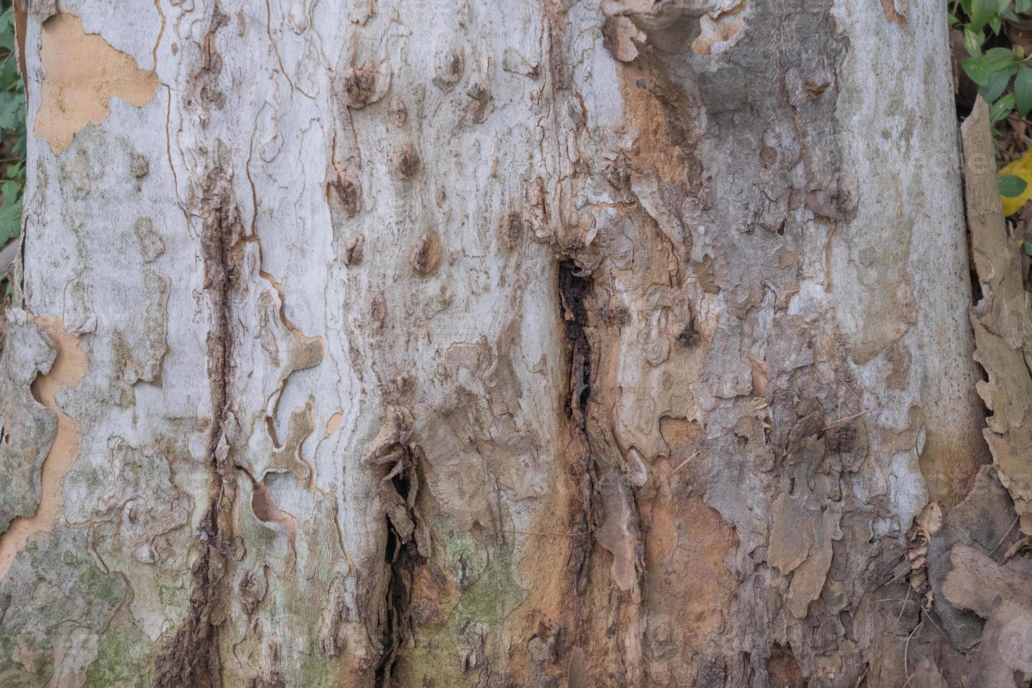 Real rough tree textures from nature great for background photo