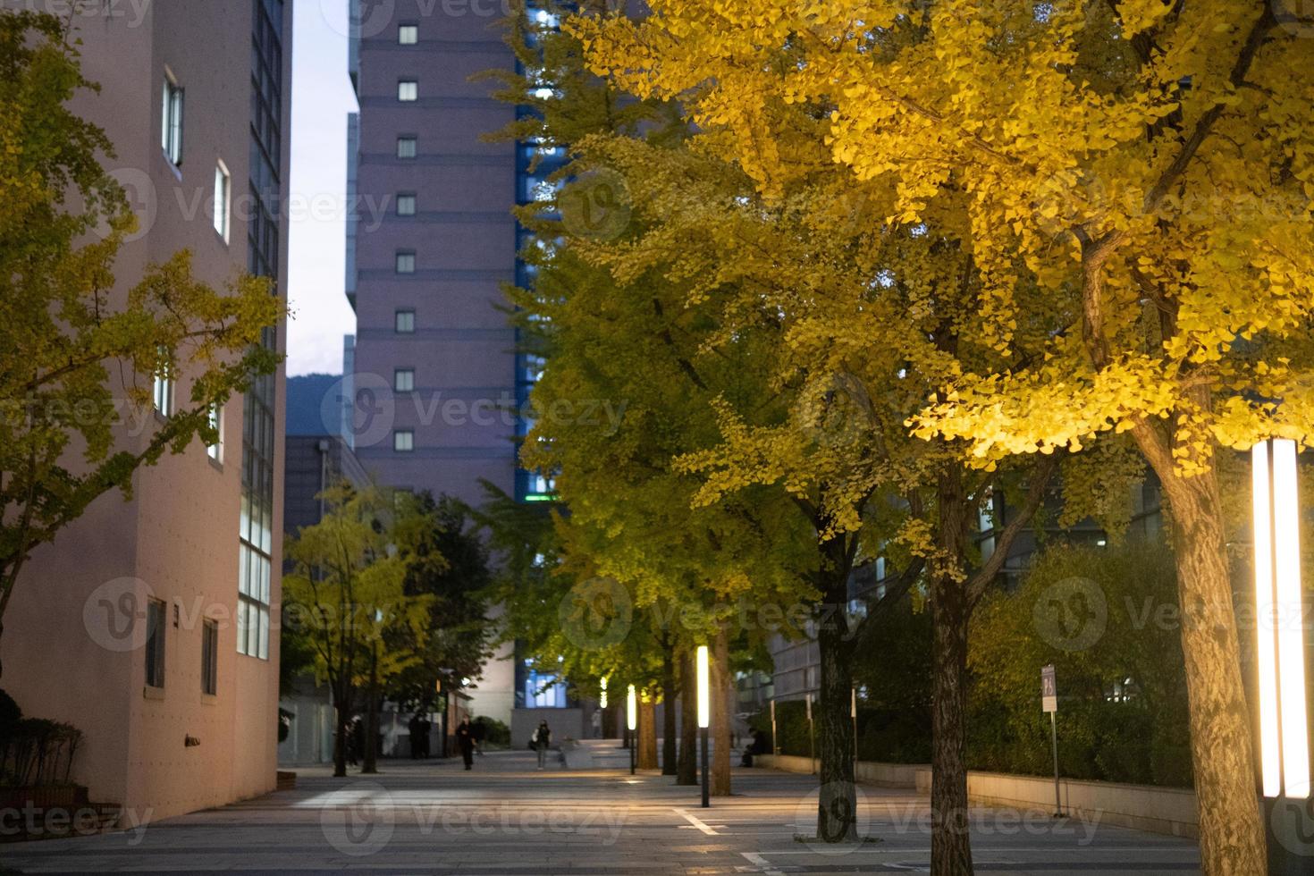 Autumn evening at University photo