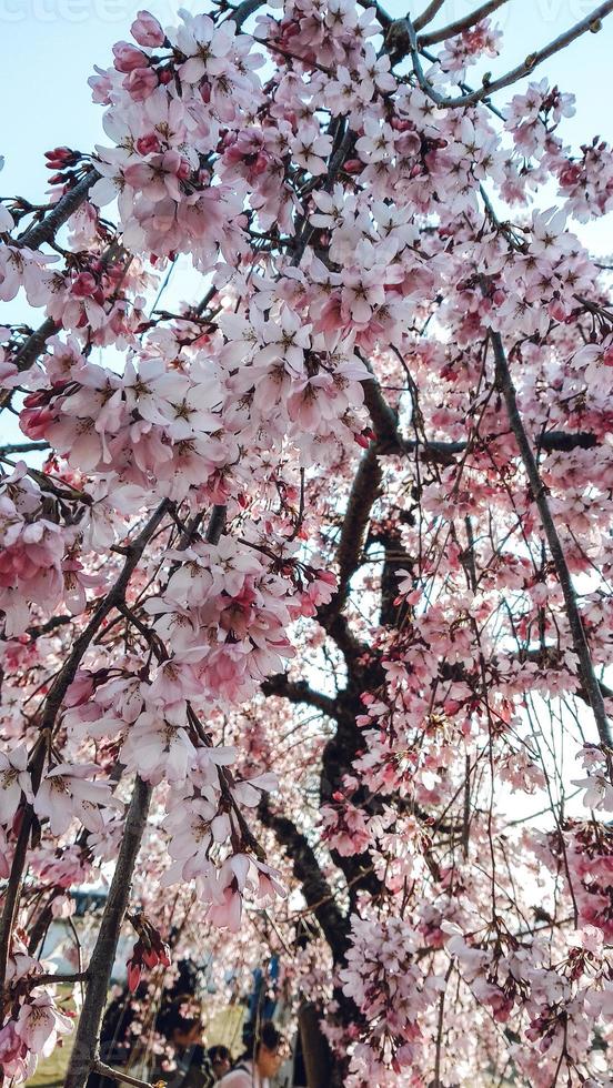 a bunch of pink sakura cherry blossom in spring photo