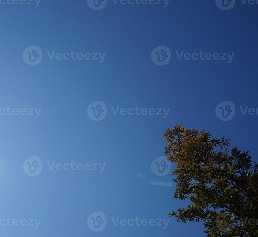 Tree branches and leaves against the blue sky on a sunny day photo