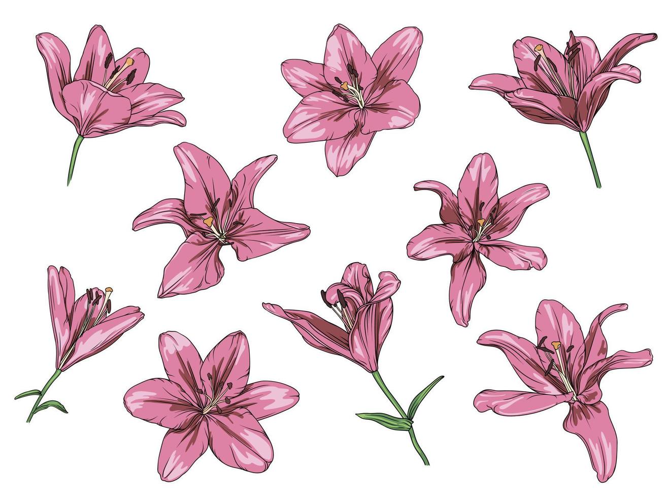 vector set of drawn pink lilies on a transparent background. lily flower botanical illustration