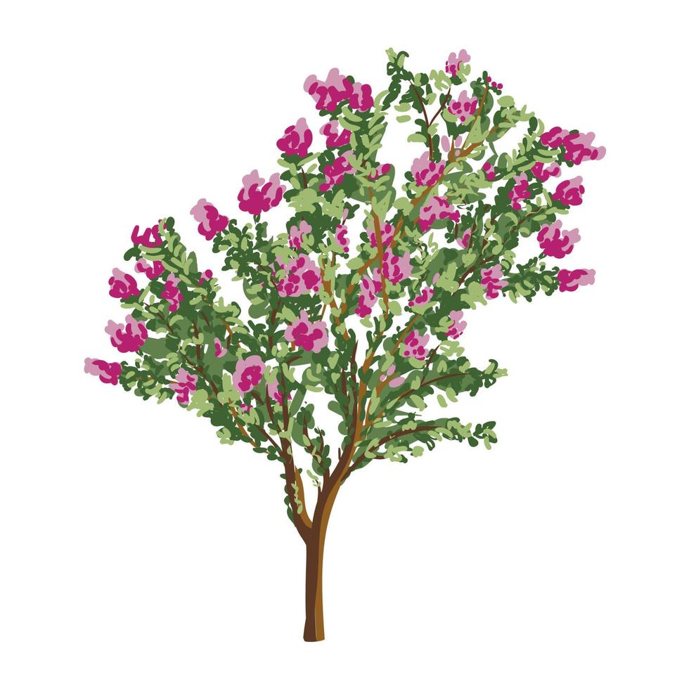 floreciente árbol, floreciente lila arbusto aislado en blanco antecedentes. botánico ilustración, vector