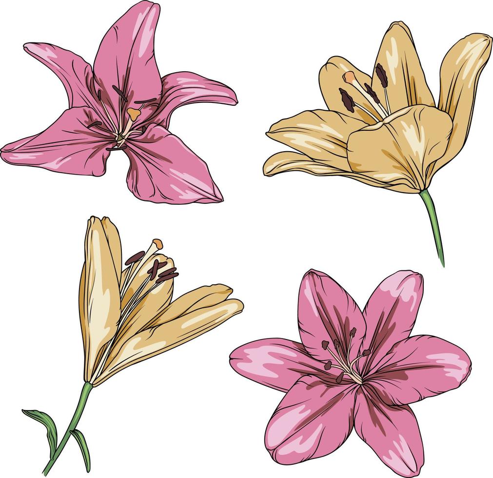 vector drawing of pink and yellow lilies on a transparent background. lily flower botanical illustration