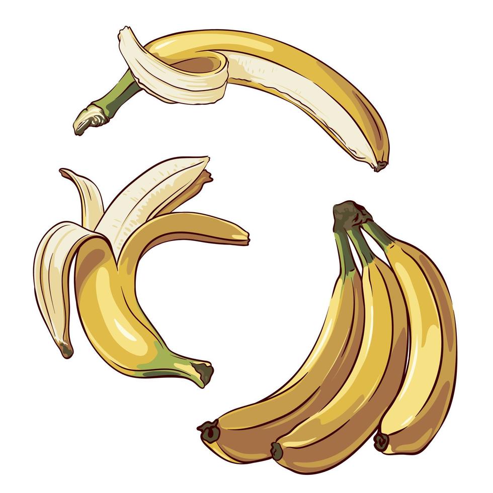 conjunto de maduro bananas de cerca aislado en blanco fondo, vector ilustración