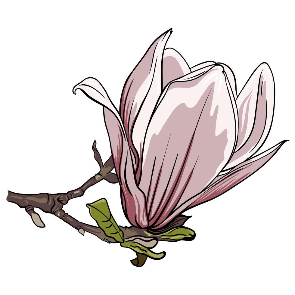 Branch of magnolia flowers on white background, vector illustration