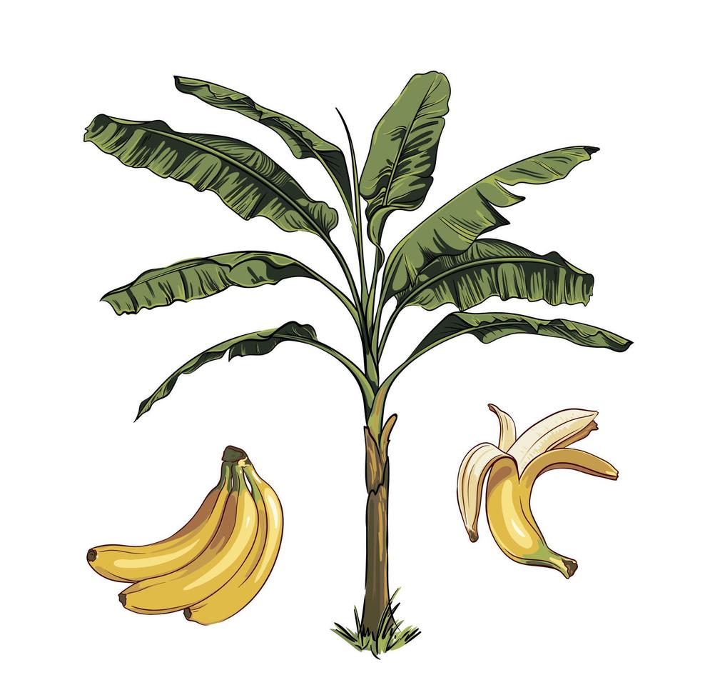 vector conjunto de tropical plátano Fruta y plátano palma Fruta elementos. tropical mano dibujado ilustración